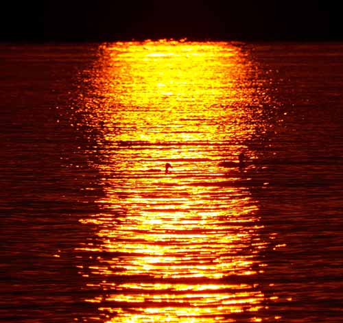 Ducks on the lake at sunset