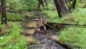 Skegemog Wildlife Area - Stream going through the woods