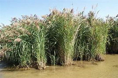 Invasive Phragmites (Phragmites australis) in a wetland