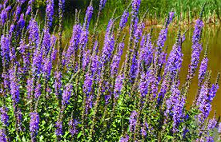 Invasive species Purple Loosestrife (Lythrum salicaria) at the waters edge