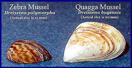 Image showing Quagga and Zebra Mussels side by side